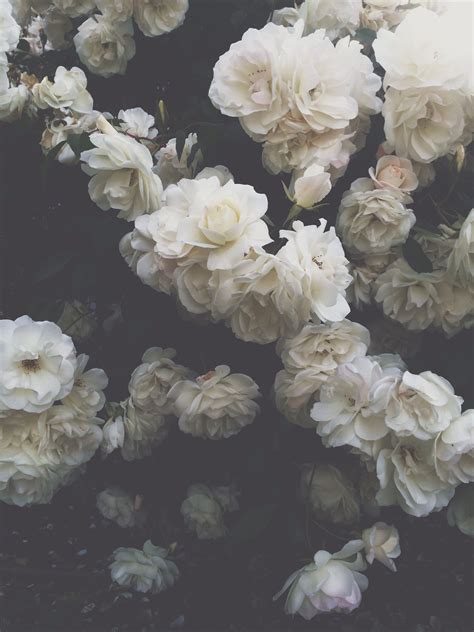 White Rose Aesthetic Wallpapers Top Free White Rose Aesthetic
