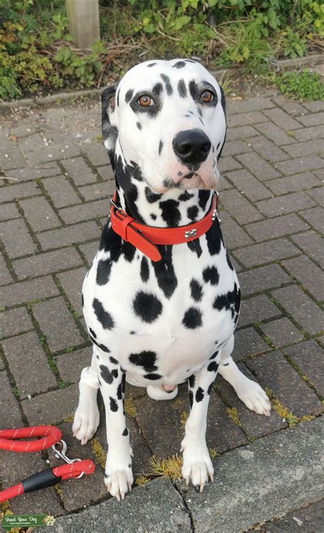 Dalmatian Male Stud Dog In Greater Manchester The United States