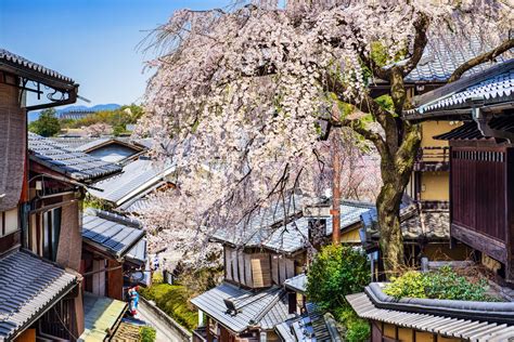Blooming Beautiful The Cherry Blossom Of Japan Travellocal
