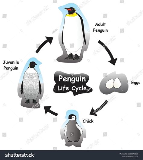 Penguin Life Cycle Infographic Diagram Showing Stock Vector (Royalty