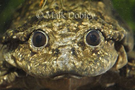 Calphotos Telmatobius Culeus Lake Titicaca Frog