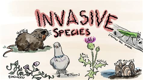 What Are Invasive Species Youtube
