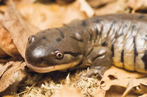 Tiger Salamander Care Sheet Reptiles Magazine