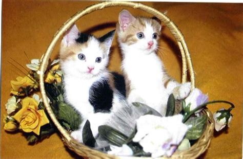 Play by your favorite genres, like 70s classic rock, 2000s rap, 2019 hits and more! Cats in Song and the Sing-able book: Posy | Music Sparks