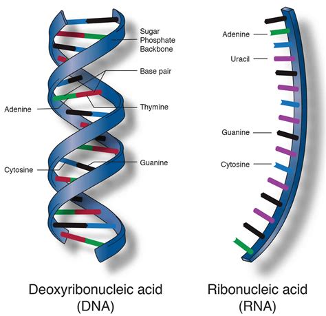 7 types of rna with structure and functions structure