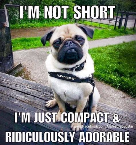 Funny Dog Memes Funny Animal Jokes Funny Animal Pictures Cute Funny
