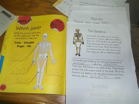 Human Body Lapbook Move Your Muscles Piwi Kids