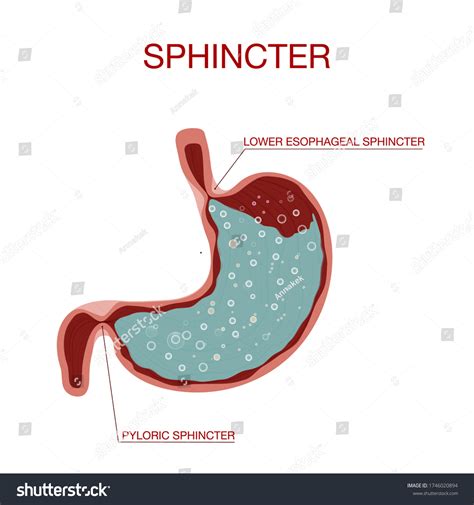 Pyloric Sphincter Stomach Duodenum Pylorus Lower Vector Có Sẵn Miễn