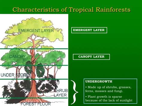 Tropical Rainforest Biome Facts Explained Coolaboo Education Site