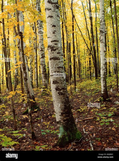 Birch Forest Algonquin Provincial Park Ontario Canada Stock Photo