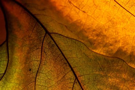 Leaf Macro Photography Tips And Tricks