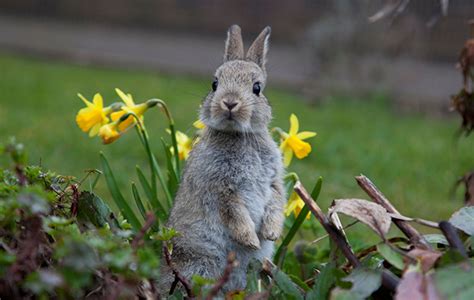 How To Keep Rabbits Out Of Your Garden The Field