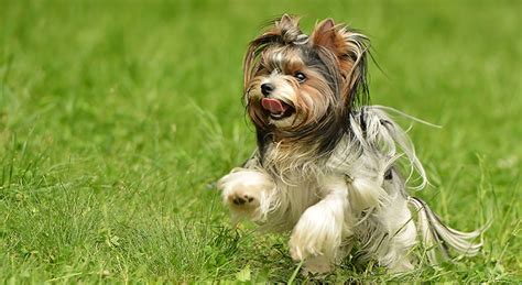 8 New Dog Breeds Recognized By The American Kennel Club