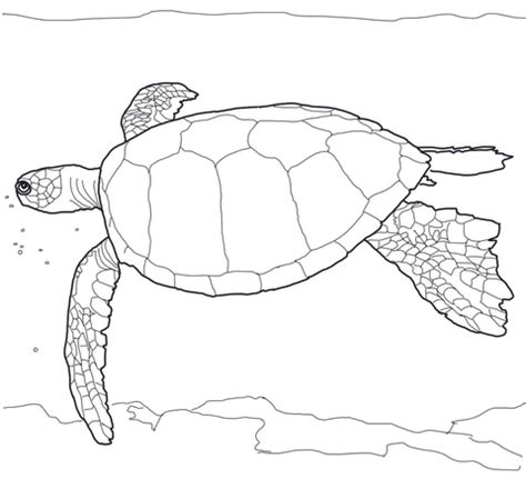 Sea turtle coloring page realistic. Realistic Turtle Coloring Pages