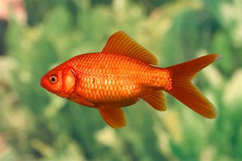 6 Easiest Pet Fish To Keep Happy And Alive Page 5 Sheknows