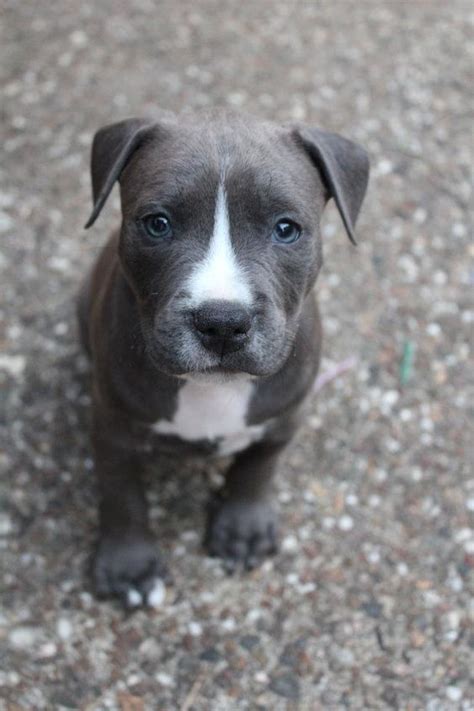 Pitbulls have had an unwarranted bad reputation over the past years and mass media promotes them as biters and murderer types of dog breeds. Blue Nose Pitbull Puppy