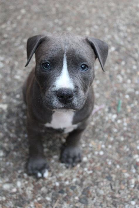 Blue nose pit bulls are often talked about with passion and the red nose pit bulls are often portrayed for a puppy to get a blue coat color, it must come from parents who are carriers of the recessive. Blue Nose Pitbull Puppy