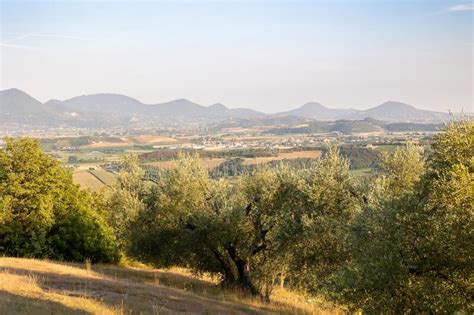 Veneto Hills With Olive Trees Colli Euganei Stock Photo Image Of