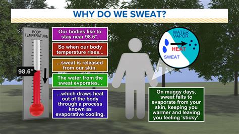 Why Do Humans Sweat