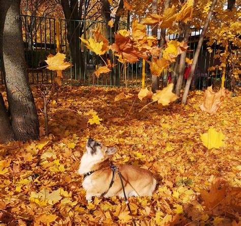 Tried To Make Funny Autumn Shot With Fry Got Majestic Result Rcorgi