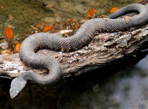 Animal welfare, humane pest control and deterrence is gaining ground through using animal psychology instead of destruction. Venomous Snakes in Georgia: What You Need to Know | Bug ...