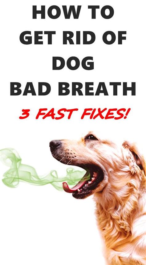 3 Ways To Get Rid Of Dog Bad Breath Fast Bad Dog Breath Dog Bad