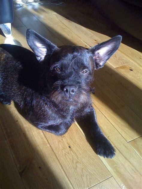 25 French Bulldogs Mixed With Poodle | Page 3 of 6 | The Paws