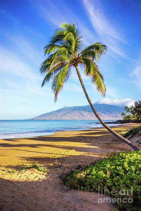 Maui Hawaii Curved Bent Palm Tree Photo Photograph By Paul Velgos