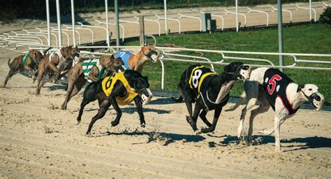 Greyhound Racing Is Coming To End In Florida Naples Florida Weekly