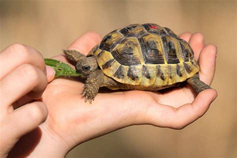 Comment avoir des bébés tortues de terre