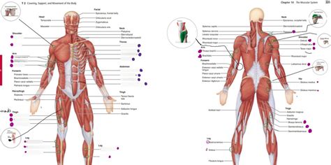 Muscular System Action And Location Diagram Quizlet