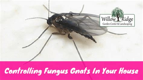 Controlling Fungus Gnats In Your Home Willow Ridge Garden Center