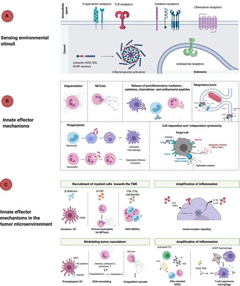Frontiers Innate Immune Defense Mechanisms By Myeloid Cells That