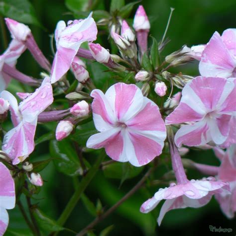 We did not find results for: Hardy Perennials - Mixed packs of 6 x 1 - 2 litre pots ...