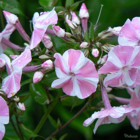 Those growing in zone 6 might tolerate colder or hotter zones as well. Hardy Perennials - Mixed packs of 6 x 1 - 2 litre pots ...