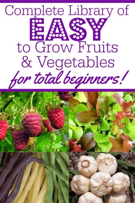 13 Easy To Grow Veggies And Fruits For Absolute Beginning Gardeners
