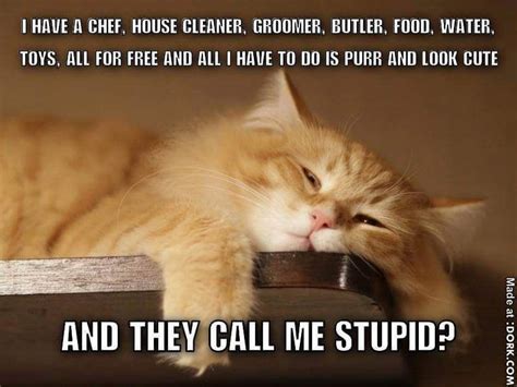Lolcats Page 53 Forum Games And Humor Funny Cats Cats Funny Cat