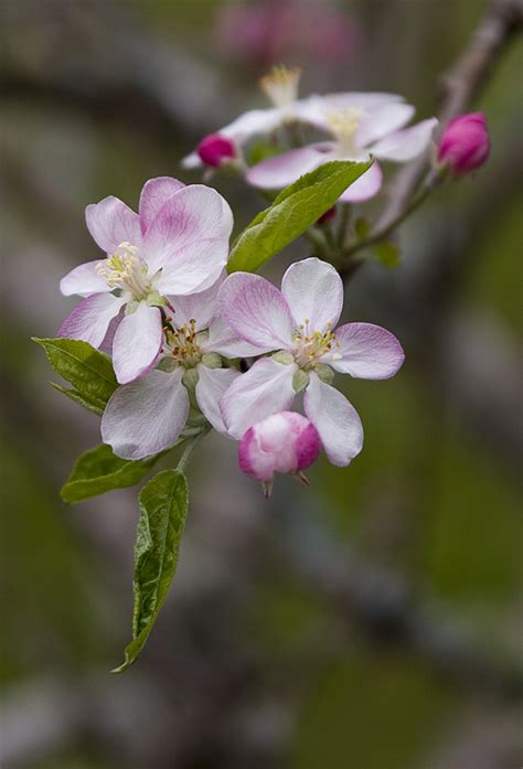 Treknature Apple Blossom Photo