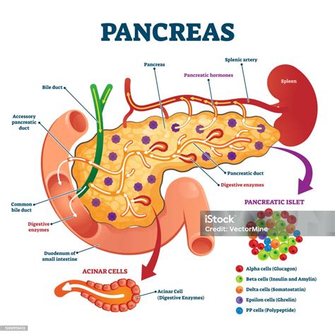 Ilustración De Modelo De Sección Transversal Anatómica De Páncreas