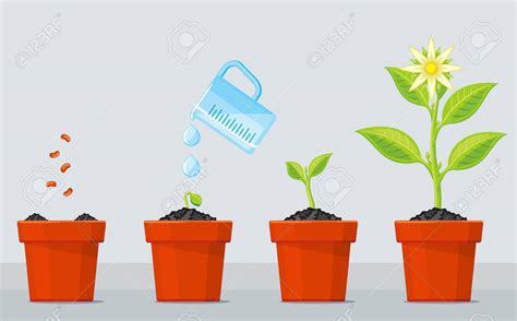 Como Crecen Las Plantas Note
