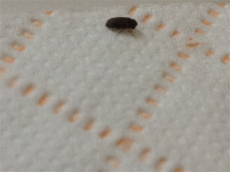 As their name implies, they feed on these tiny white flying bugs are related to aphids and mealybugs. NaturePlus: Please help me identify tiny black bugs found ...