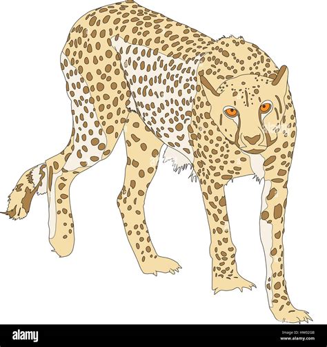 Realistic Cheetah Drawings In 4 Steps With Photoshop