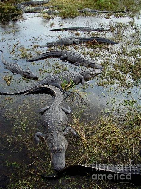 Row Of Aligators Lined Up For A Sunbath In A Swamp In The Florida