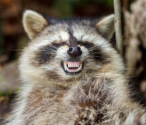 Zombie Raccoons Infected With Distemper Investigated By Police Abc7