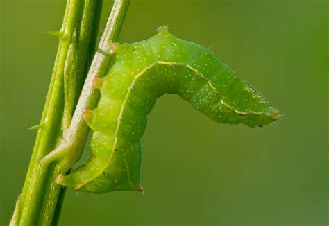 Green Caterpillar Identification Guide 18 Common Types Owlcation