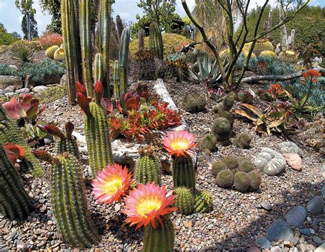 Camiseta go hug a cactus! Landscaping Ideas With Kalanchoe | 2019 Landscaping Ideas