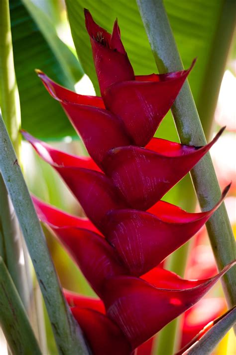 Native Hawaiian Plants For Landscaping Form Front Garden Designs With