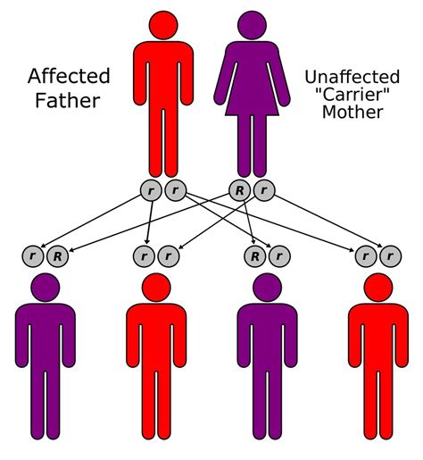 Inheritance Diagram Quizlet