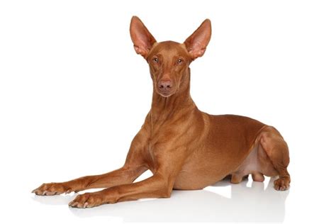 Pharaoh Hound Dog Breed Information And Pictures Petguide Petguide