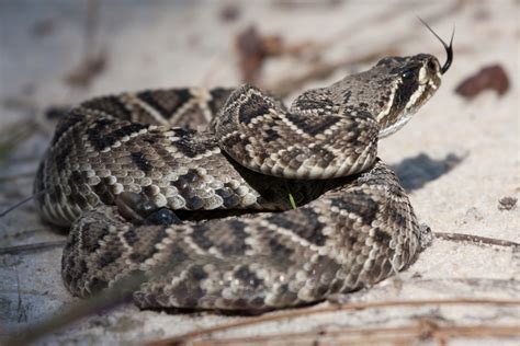 How To Identify The Most Venomous Snakes In Texas Canis Cattus